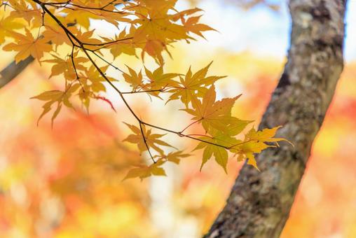 紅葉 紅葉,もみじ,秋の写真素材