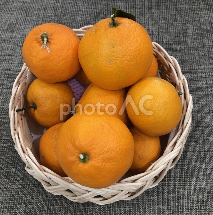 家で取れたみかん みかん,蜜柑,ミカンの写真素材