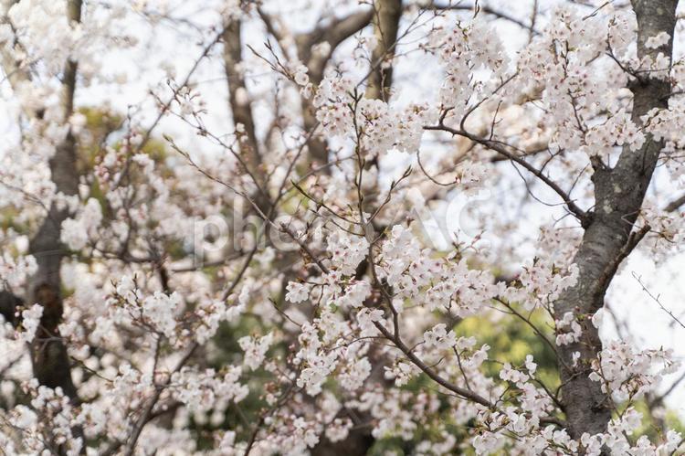春の陽に咲く満開の桜① 桜,満開,春の写真素材
