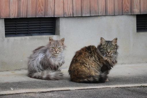 ノルウェージャン風の外猫2匹 猫,長毛種,サビ猫の写真素材