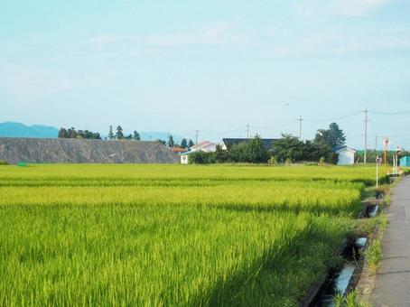 田舎の田園風景 田舎の田園風景 田んぼ,稲作,水田の写真素材