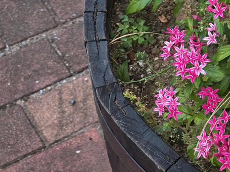 花壇の花 花壇の花の写真
