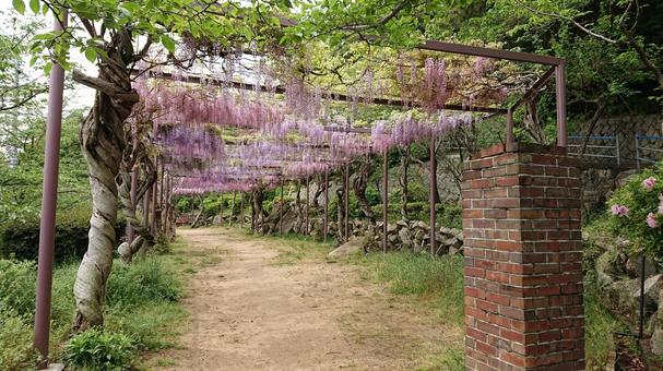 Wisteria trellis, JPG Wisteria trellis, JPG