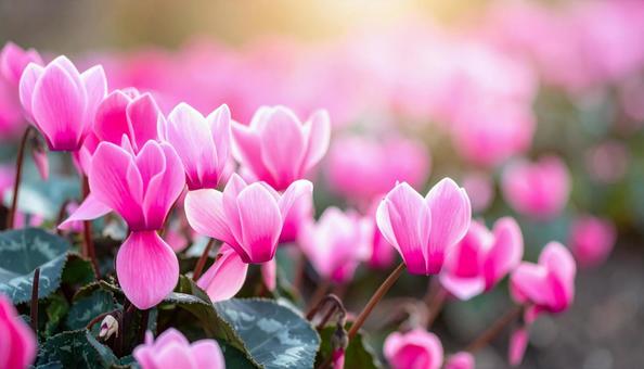 シクラメンの花 シクラメンの花の写真