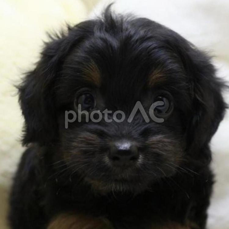 ポメプーのなおちゃん　証明写真 犬,ポメプー,ブラックタンの写真素材