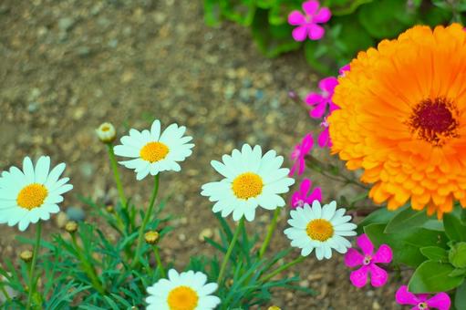 オレンジの花 オレンジの花の写真