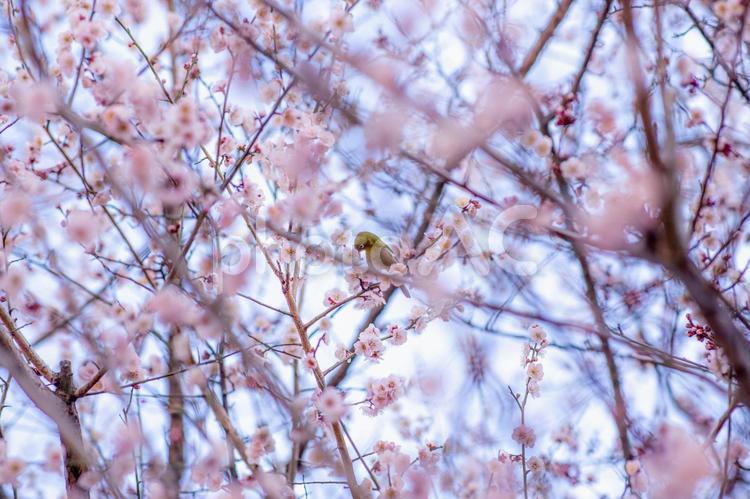 咲き誇る梅の中のメジロ 梅,メジロ,春の写真素材
