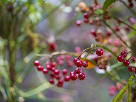 冬を告げる赤い実の輝き 赤い実,冬,植物の写真素材