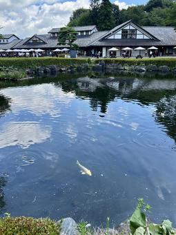 金の鯉　in川場田園プラザ 金の鯉,道の駅,風景の写真素材