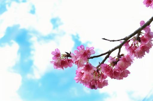 桜 桜の写真