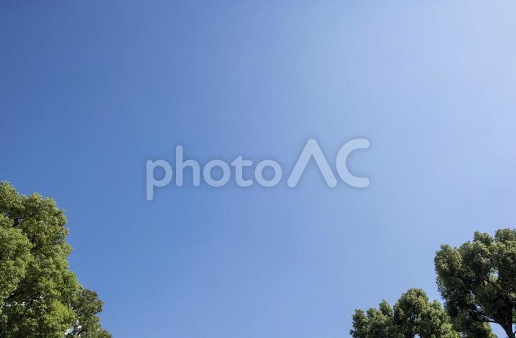 青空 空,青空,木の写真素材