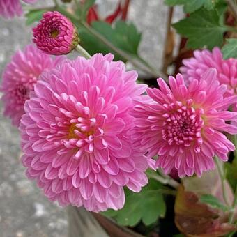 菊　ピンク 菊,ピックの花,秋の写真素材