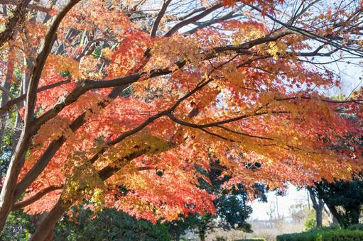 秋の気配・青空に映えるモミジ 紅葉,秋,モミジの写真素材