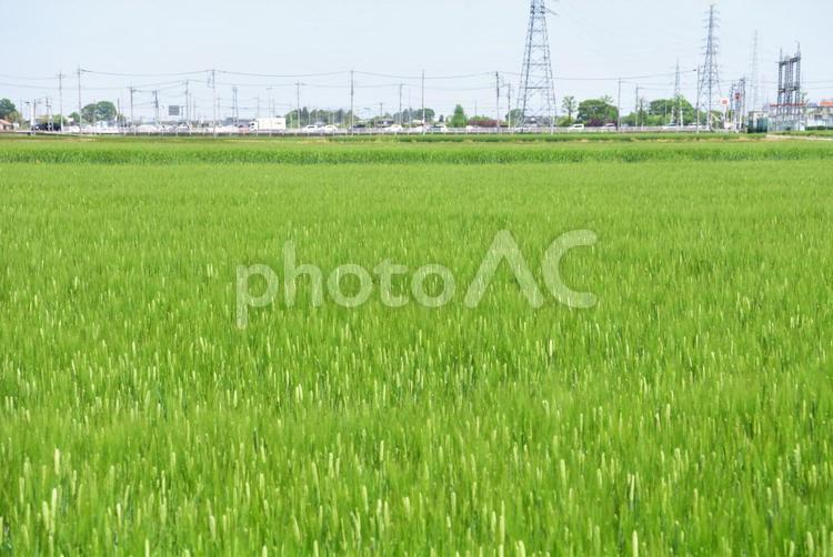 麦畑の風景 麦,畑,田舎の写真素材