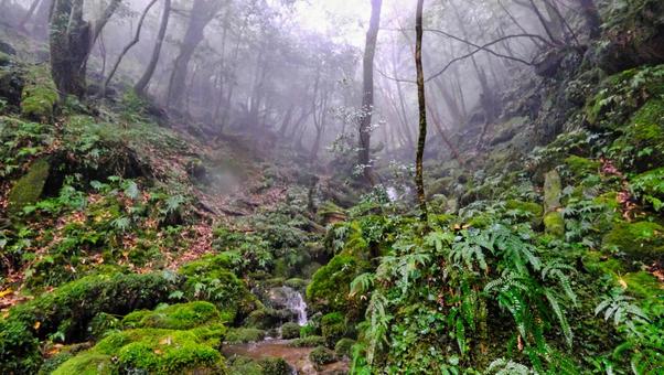 雨が降り頻る屋久島の風景 屋久島,雨,葉っぱの写真素材