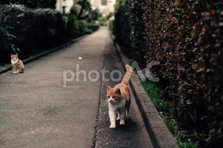 野良猫のいる風景 猫,ネコ,野良猫の写真素材
