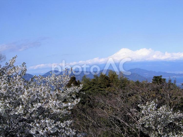 日本平から見える桜と富士山 富士山,桜,さくらの写真素材