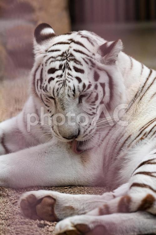 ホワイトタイガー ホワイトタイガー,虎,動物の写真素材