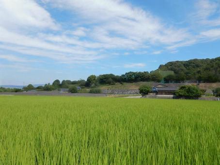 Photo, paddy field, field, rice, 