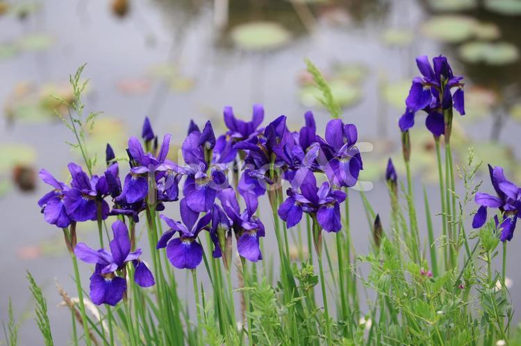 花菖蒲の季節 ５月の花,花菖蒲,心意気の写真素材