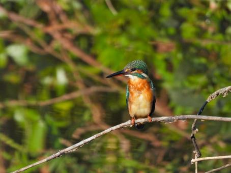 水辺の細枝にとまるカワセミ5 水辺の細枝にとまるカワセミ5の写真