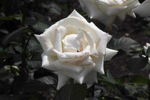 バラ・薔薇 パスカリ バラ・薔薇 パスカリの写真