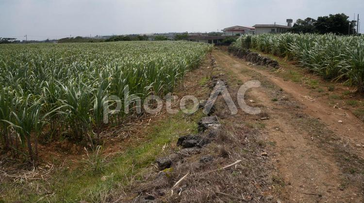 宮古島市伊良部島の畑の風景です☆ 宮古島市,伊良部島,国仲の写真素材