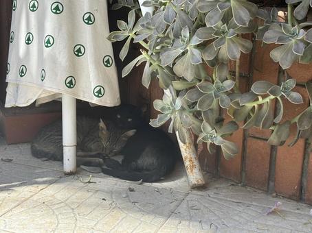 子猫 寝る 子猫 寝る ねこ,子猫,猫の写真素材