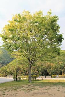 春の新緑の木 春の新緑の木の写真