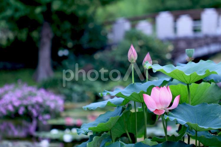 睡蓮のある風景 睡蓮,スイレン,すいれんの写真素材