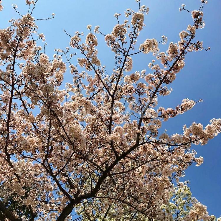 青空と桜 桜,青空,さくらの写真素材
