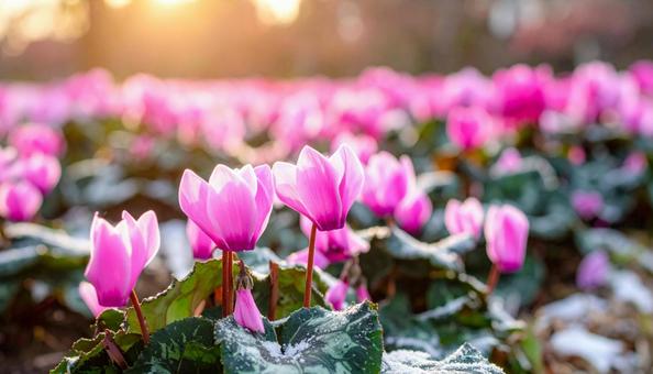 シクラメンの花 シクラメンの花の写真