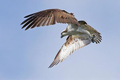 頭上でホバリングするミサゴ ミサゴ,鶚,ウオタカの写真素材