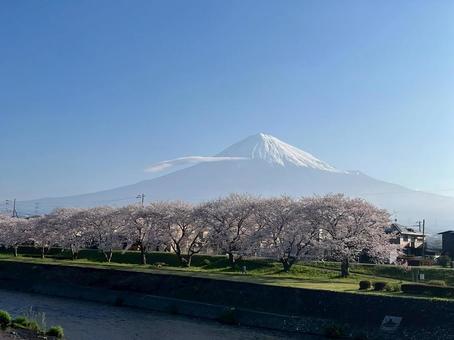 川沿いに咲き誇る桜と富士山 川沿いに咲き誇る桜と富士山の写真