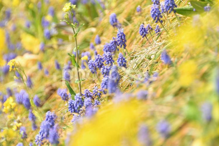 菜の花とムスカリの群生 植物,花,菜の花の写真素材