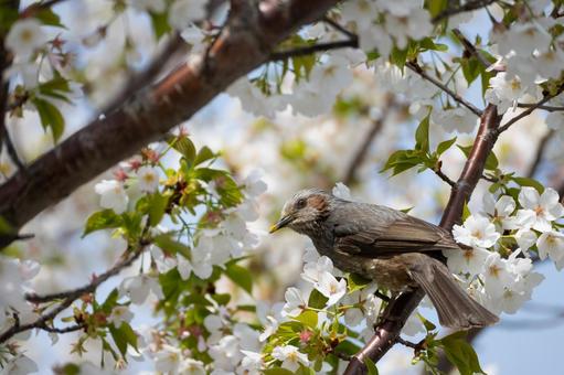 とり とり 野鳥,鳥,桜の写真素材