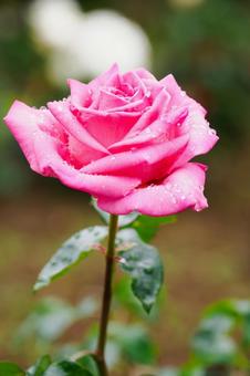 Early Summer Roses(22), JPG