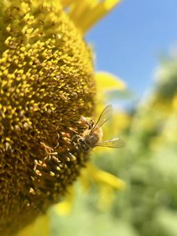 ミツバチとヒマワリのクローズアップ ミツバチとヒマワリのクローズアップ ミツバチ,蜜蜂,ハチの写真素材