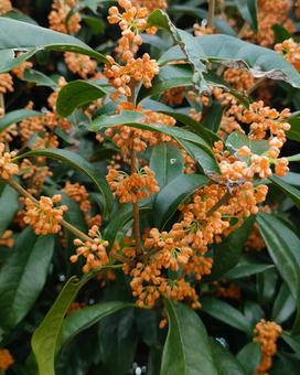 金木犀 キンモクセイ,金木犀,秋の写真素材