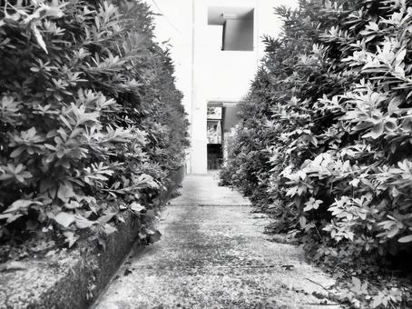 ホラーゲームのような細い通路 ホラーゲームのような細い通路 通路,路地,ホラーゲームの写真素材