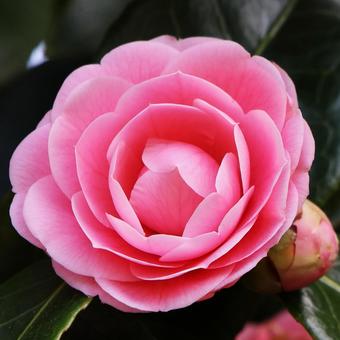 寒椿２５ 寒椿,ツバキ,屋外の写真素材