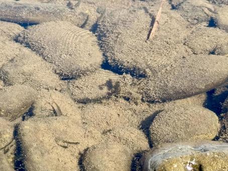 Sand-covered riverbed stones and juvenile minnows, JPG