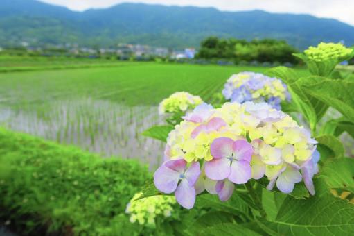 紫陽花と田んぼ⑧ 紫陽花と田んぼ⑧の写真