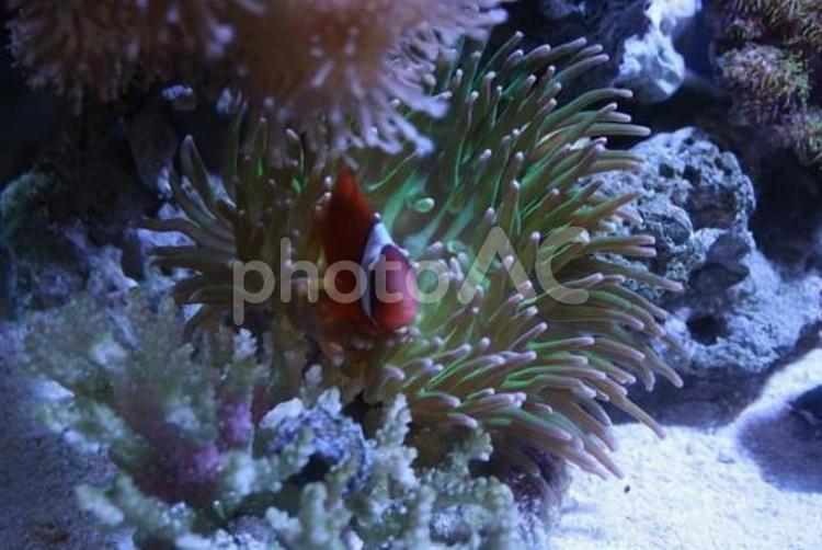 アクアリウム Aquarium（海水魚）ハマクマノミとロングテンタクルアネモ -005 アクアリウム,熱帯魚,ニモの写真素材
