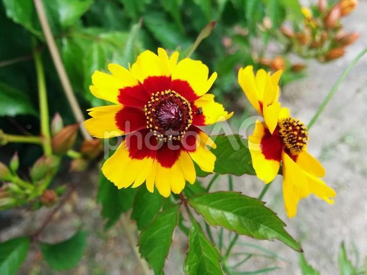 花　天人菊　テンニンギク　てんにんぎく　ガイラルディア　協力　団結　明るい人柄　2 天人菊,テンニンギク,てんにんぎくの写真素材