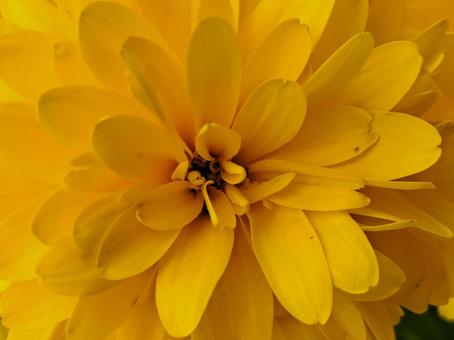 イエローフラワー イエローフラワー 黄色,イエロー,花の写真素材