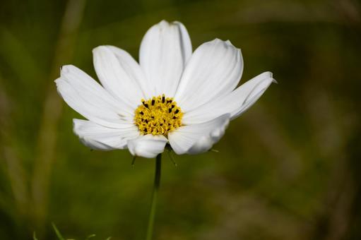 コスモス白 コスモス白の写真