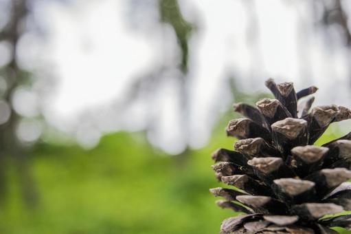 松ぼっくりと森の背景 松ぼっくり,松かさ,自然の写真素材