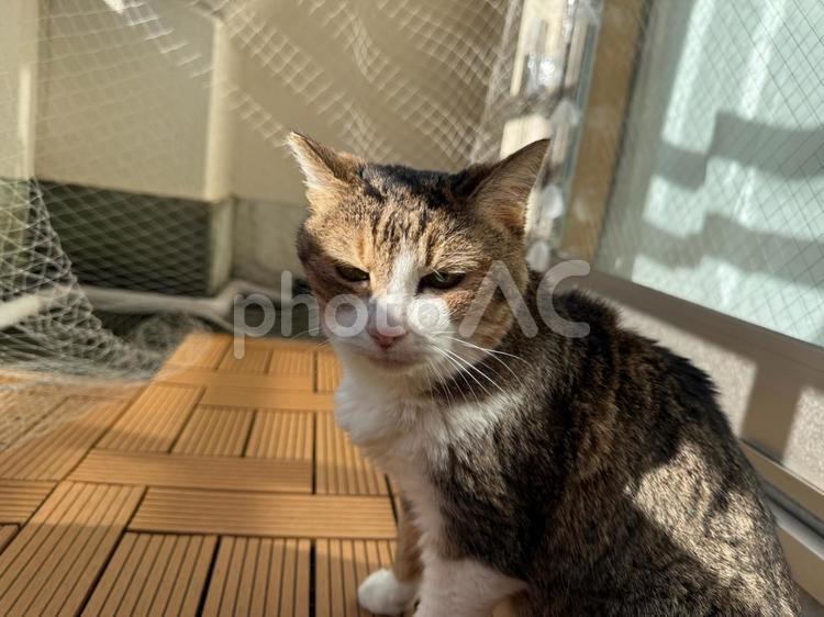 わが家のネコＡ ネコ,ねこ,保護ねこの写真素材