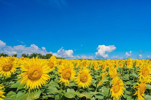 北海道 北竜町ひまわりの里 北海道 北竜町ひまわりの里 北海道,日本,北竜の写真素材